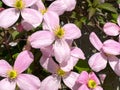 Pink clematis montanis - Rubens - flowering in spring