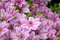 Pink Clematis Nelly Moser Royalty Free Stock Photo