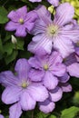 Pink Clematis Vine - Comtesse de Bouchard Royalty Free Stock Photo