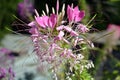 Pink Cleo me hassleriana or spider flower or spider plant with blur green background