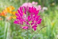 Pink Cleome Flower (Spider Plant) Royalty Free Stock Photo