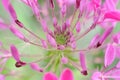 Pink Cleome Flower (Spider Plant) Close-Up Royalty Free Stock Photo