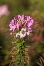 Pink Cleome flowers Cleome hassleriana Royalty Free Stock Photo