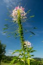 Pink Cleome flowers Royalty Free Stock Photo