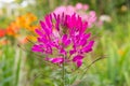 Pink Cleome Growing on Flower Bed Royalty Free Stock Photo
