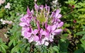 Pink Cleome or spider flower Royalty Free Stock Photo