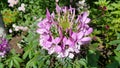 Pink Cleome or spider flower Royalty Free Stock Photo