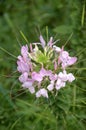 pink cleome spinosa flower in nature garden Royalty Free Stock Photo