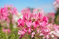 pink cleome spinosa or pink spider flower in the garden for background Royalty Free Stock Photo