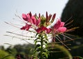 Pink Cleome Spinosa or Spider flower blooming Royalty Free Stock Photo