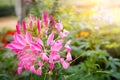 Pink cleome spinosa or spider flower with sunlight in the garden, soft focus Royalty Free Stock Photo