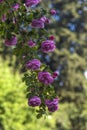 Pink climbing garden rose on a green background Royalty Free Stock Photo