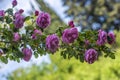 Pink climbing garden rose on a green background Royalty Free Stock Photo