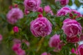 Pink climbing garden rose on a green background Royalty Free Stock Photo