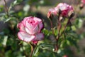 Pink climbing rose in the garden bed. Gardening, floriculture