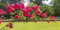 Pink climbing rose growing along a fence