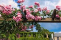 Pink climbing roses in Eltville am Rhein