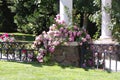 Pink Climbing Roses Surround A White Pillar