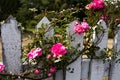 Pink Climbing Roses on a Weathered Picket Fence Royalty Free Stock Photo