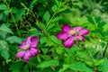 2 pink close-up clematis flowers on blurry green garden background Royalty Free Stock Photo