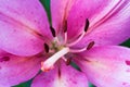 Macro pink lily flower with pistil and stamens Royalty Free Stock Photo