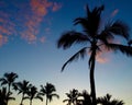 Pink Clouds Over Palm Trees