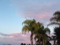 Pink Clouds and Palm Trees Royalty Free Stock Photo