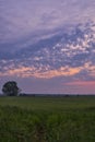 Pink cloudy dawn, a lonely tree in a field,