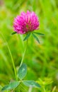 Pink clover Royalty Free Stock Photo