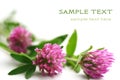 Pink clover Royalty Free Stock Photo
