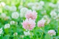 Pink clover aka Trifolium repens in grass on summer meadow. Shamrock flower Royalty Free Stock Photo