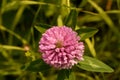 Pink clover blooms in the field Royalty Free Stock Photo