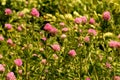 Pink clover blooms in the field Royalty Free Stock Photo