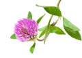 Pink Clover Flower Royalty Free Stock Photo