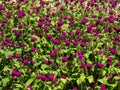 Pink clover flower bed lot in the sunlight. Royalty Free Stock Photo