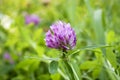 Pink clover flower on blurred green grass background. Summer background Royalty Free Stock Photo