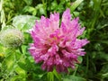 Pink clover: a flower and a bud with raindrops or dew close-up on a background of green grass Royalty Free Stock Photo