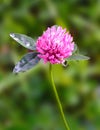Pink clover flower Royalty Free Stock Photo