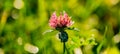 Pink clover flower covered with dew drops in the autumn morning Royalty Free Stock Photo