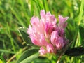 ÃÂ pink clover flower in drops of morning dew. Joyful morning mood. Royalty Free Stock Photo