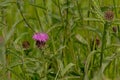 Pink trefoil flower in a field Royalty Free Stock Photo