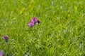 Pink clover flower pollinated by bumblebee, clover blossom attracting insect