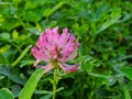 Pink clover flowers of in a dewy meadow, close up, natural blurred background, copy space.Clover flowers in dew drops Royalty Free Stock Photo