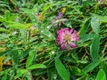 Pink clover flowers of in a dewy meadow, close up, natural blurred background, copy space.Clover flowers in dew drops Royalty Free Stock Photo