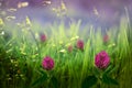 Pink clover flowers in green grass. Spring bright, sunny, meadow background. Royalty Free Stock Photo