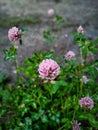Pink clover flowers and green leaves on a blurred background Royalty Free Stock Photo