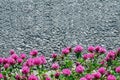 Pink clover flowers with green leaves on grey asphalt background with copy space, beautiful summer background Royalty Free Stock Photo