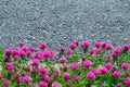 Pink clover flowers with green leaves on grey asphalt background with copy space, beautiful summer background Royalty Free Stock Photo