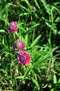 Pink clover flowers group on soft green grass background Royalty Free Stock Photo