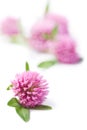 Pink clover flowers isolated
